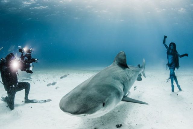 Stunning Photos of a Beautiful Model Swimming with Sharks