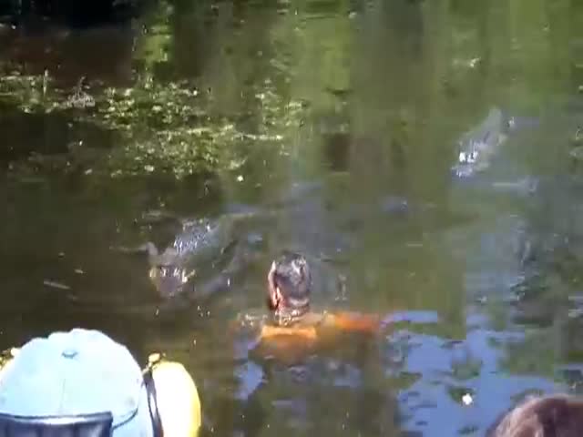 Guide Jumps into Alligator Infested Waters and Feeds Them from His Mouth  (VIDEO)