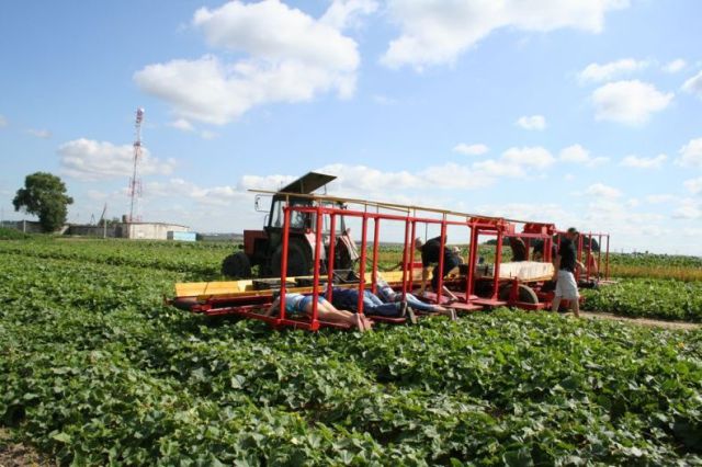 An Ingenious Harvesting Technique Used in Belarussia