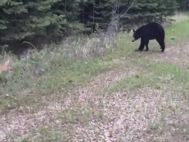 Two Runners Encounter a Black Bear on a Hiking Trail in Canada 