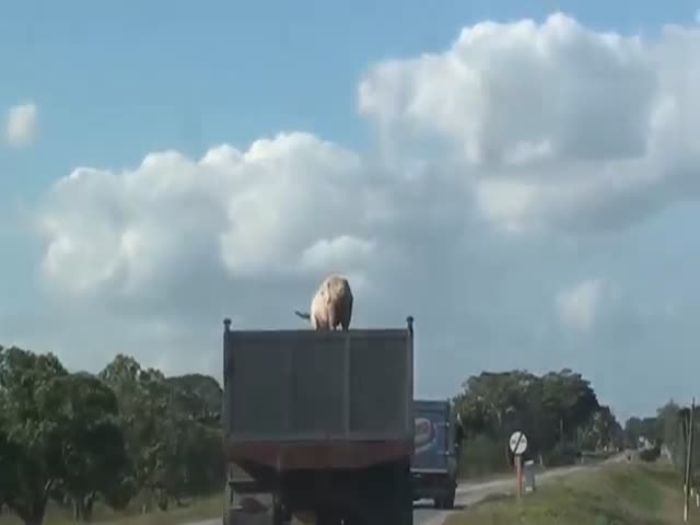Pig Escapes from Truck Heading to Slaughterhouse  (VIDEO)