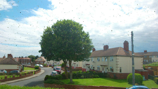 House Occupants Held Hostage By a Swarm of Bees