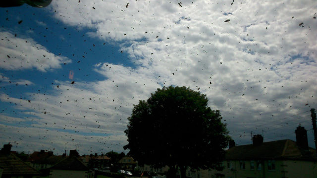 House Occupants Held Hostage By a Swarm of Bees