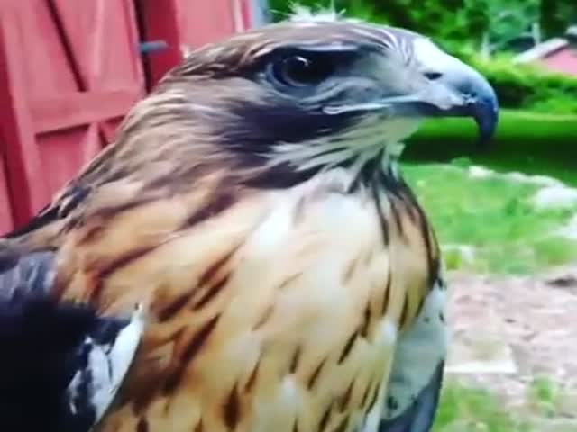 Red-Tailed Hawk Says 'Hi' + Obligatory Mashup  (2 videos)