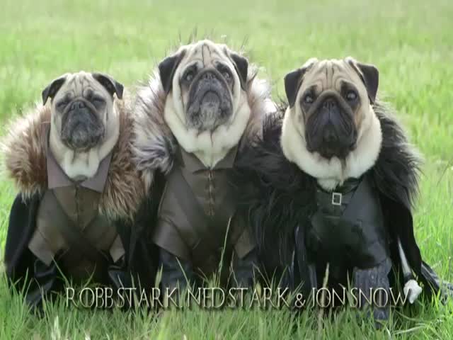 The Pugs of Westeros: A SFW Version of 'Game of Thrones' 