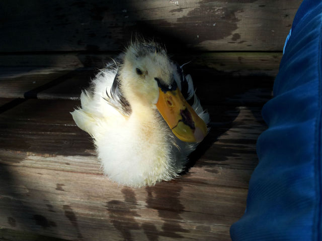 A Very Lucky Ducky