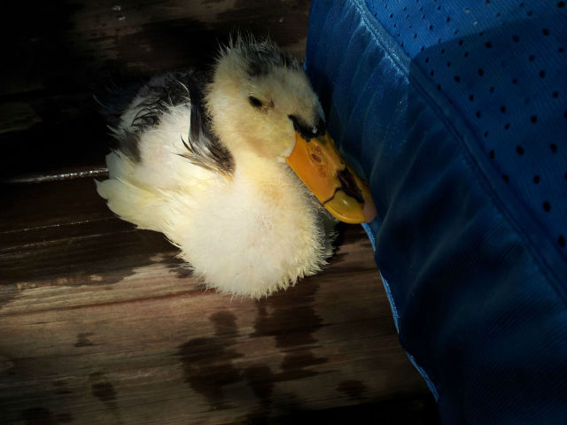 A Very Lucky Ducky