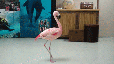 Life in GIFs Is Just So Funny