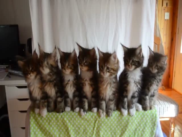 Sweet Moment Kittens React as One Unit