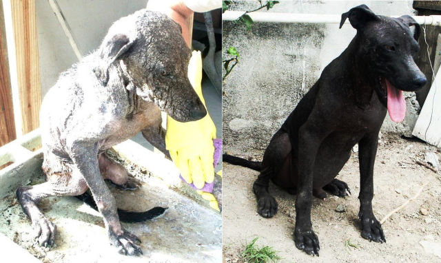 Incredible Before and After Photos of Rescued Dogs