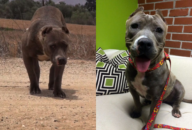 Incredible Before and After Photos of Rescued Dogs