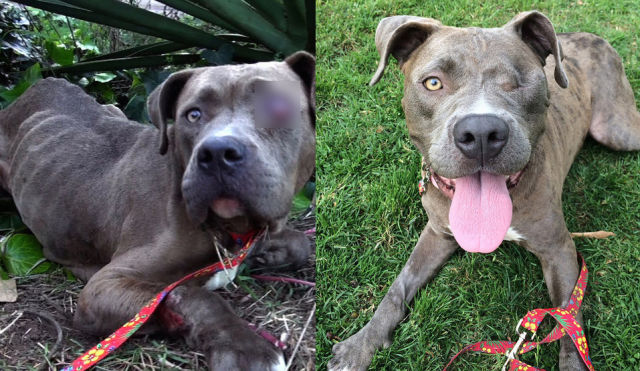 Incredible Before and After Photos of Rescued Dogs (25 pics) - Izismile.com