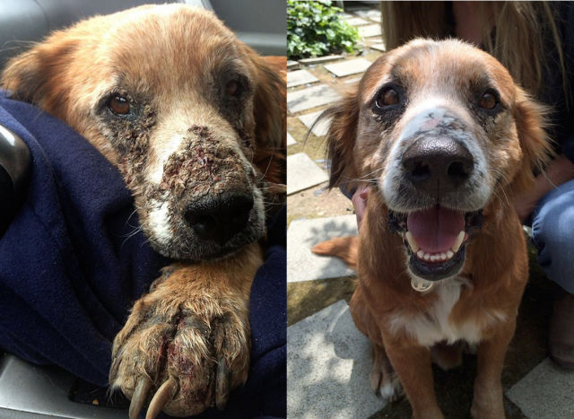 Incredible Before and After Photos of Rescued Dogs (25 ...