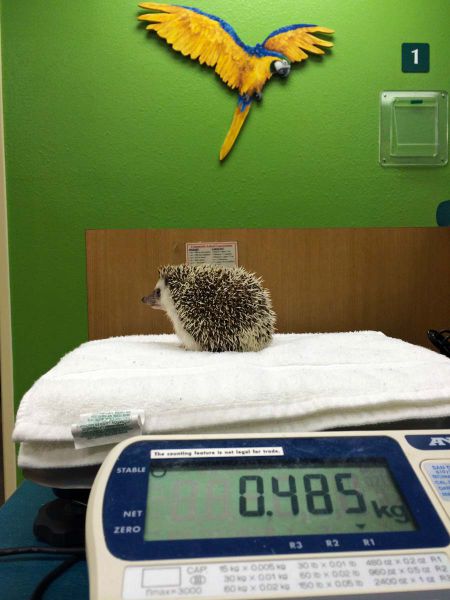 A Hedgehog Under Anaesthesia Is the Cutest Sight Ever
