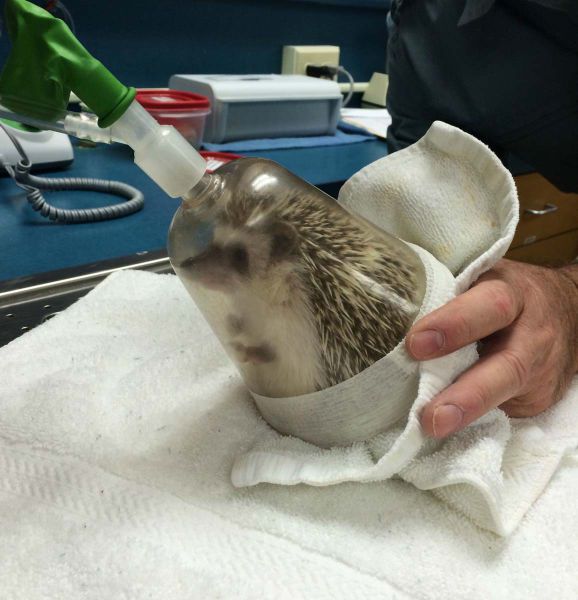 A Hedgehog Under Anaesthesia Is the Cutest Sight Ever