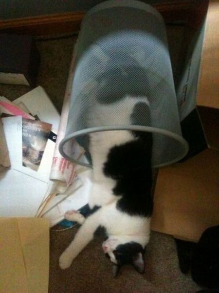 Cats Find the Oddest Places to Get Comfortable