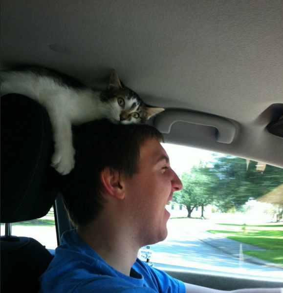 Cats Find the Oddest Places to Get Comfortable