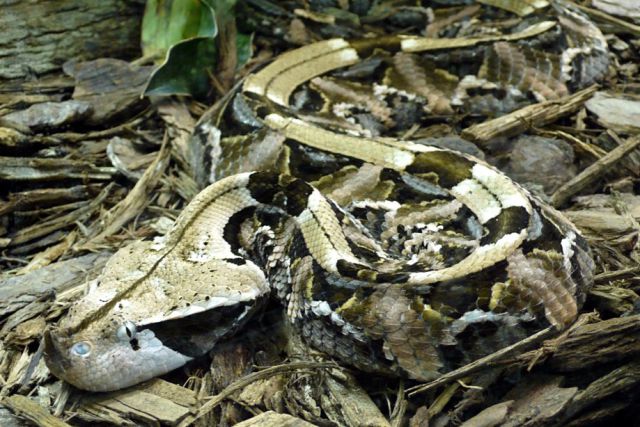 The Deadliest Snakes on the Planet