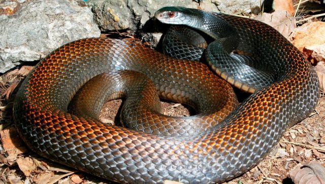 The Deadliest Snakes on the Planet
