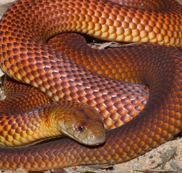 The Deadliest Snakes on the Planet