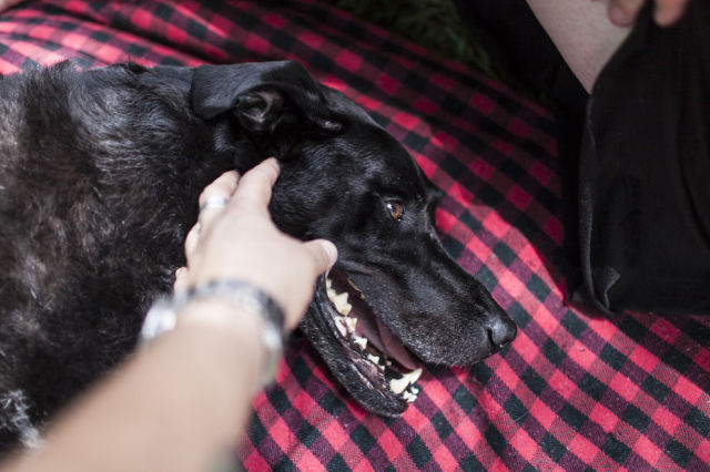 A Dying Dog’s Heart-breaking Last Day Alive