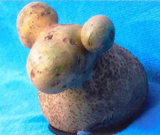 Vegetables That Are Desperately Trying to Be Something Else