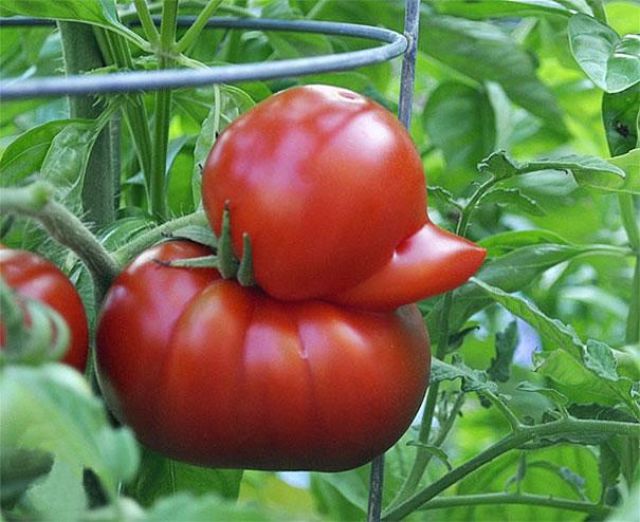 Vegetables That Are Desperately Trying to Be Something Else