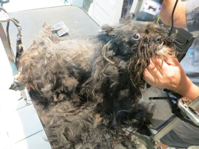 A Bedraggled Pile of Fur Becomes a Sweet Little Dog with Some TLC