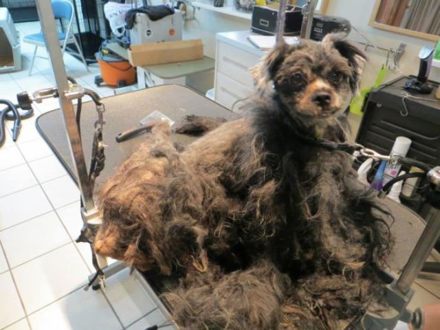 A Bedraggled Pile of Fur Becomes a Sweet Little Dog with Some TLC
