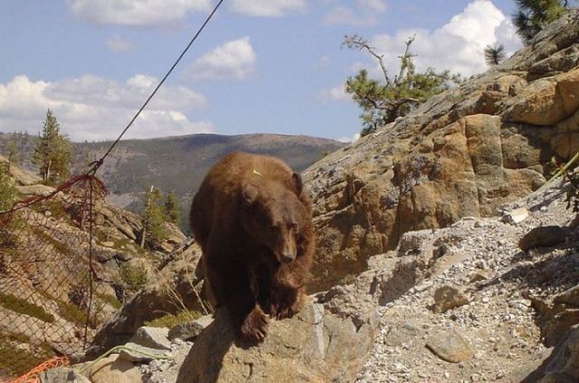 A Daring Bear Rescue from a Bridge