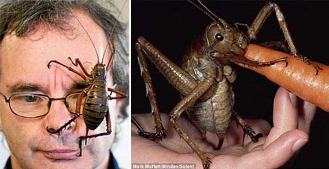 Insects That Are Very Freaky