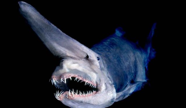 Real Ocean Creatures That Could Be from Your Worst Nightmares