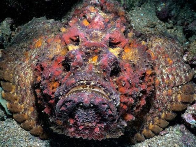 Real Ocean Creatures That Could Be from Your Worst Nightmares