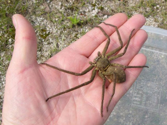 A Non Venomous Australian Spider
