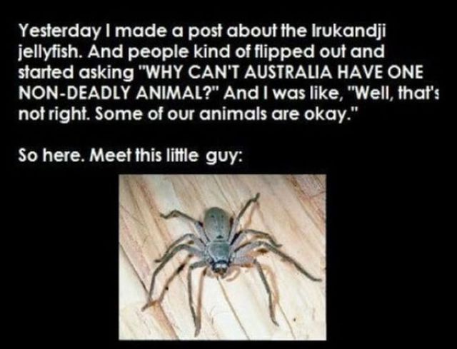 A Non Venomous Australian Spider
