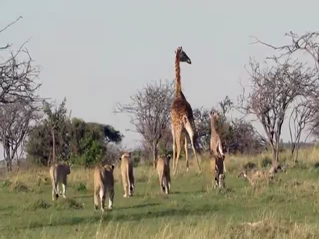 Brave Mother Giraffe Fights Off Lions to Protect Its Calf  (VIDEO)