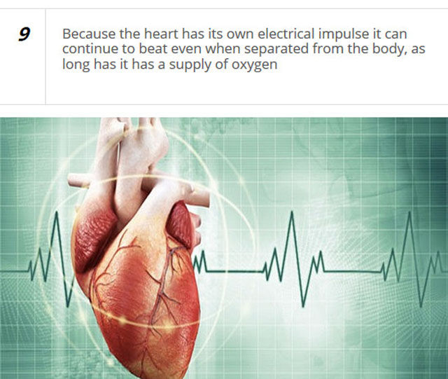 Cool Facts about the Human Heart