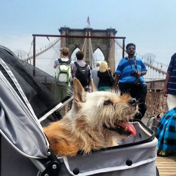 A Dying Dog’s Last Adventurous Months Alive