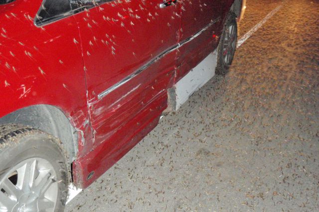 Mayflies Infest Parts of the US
