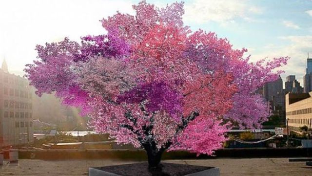 A Tree That Can Actually Grow 40 Different Kinds of Fruit