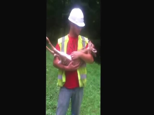 Baby Deer Just Doesn't Want to Be Put Down  (VIDEO)