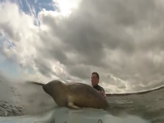 Baby Seal Wants to Ride with Surfers  (VIDEO)