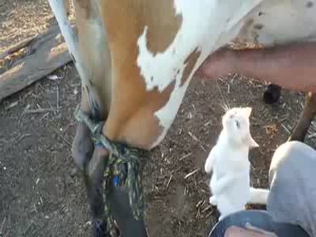 Cat Loves Drinking Milk Straight from the Source  (VIDEO)