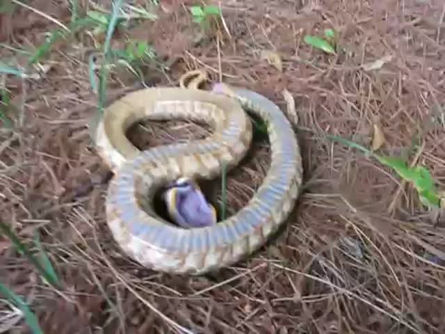 This Snake's Quite Good at Playing Dead  (VIDEO)