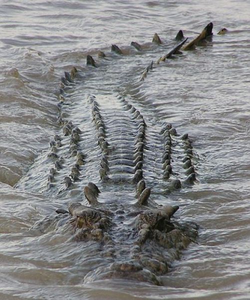 Brutus Is One Massive Crocodile