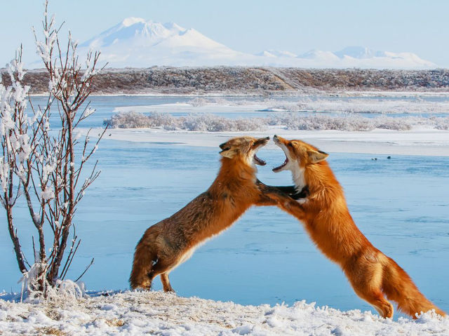 Wildlife Photos That Are Truly Stunning