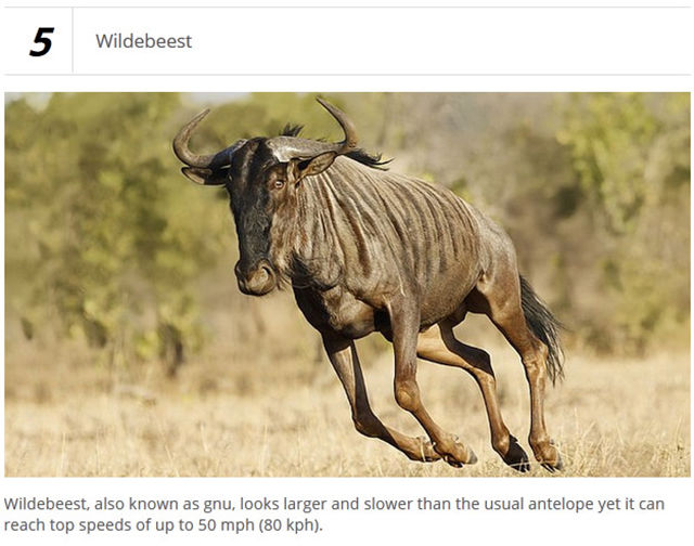 Wild Land Animals That Are Very Fast