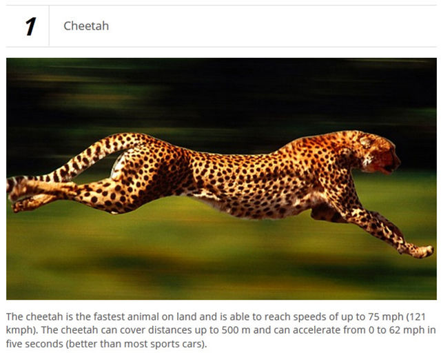 Wild Land Animals That Are Very Fast