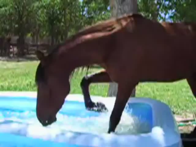 Stallion Discovers the Kiddie Pool  (VIDEO)