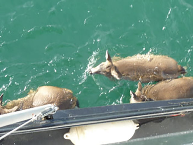 Whale Watcher Stumbles Across Something Out of the Ordinary